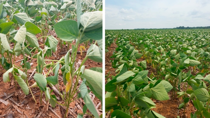 Ao menos 40% da soja em Diamantino/MT está em condições ruins e parte das lavouras não vai nem ser plantada