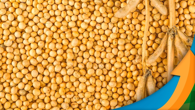 Soja em Chicago tem sessão de queda e cotação volta a flertar com os US$12/bushel; próxima semana pode direcionar os preços