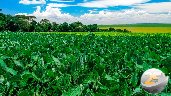 Plantio da soja já começou no Paraguai e deve chegar em 50% ainda em setembro