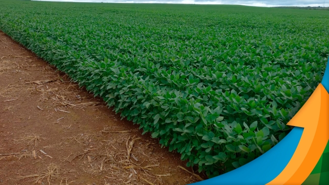 Clima melhora em Canarana/MT e expectativa é para alta produtividade na safra de soja