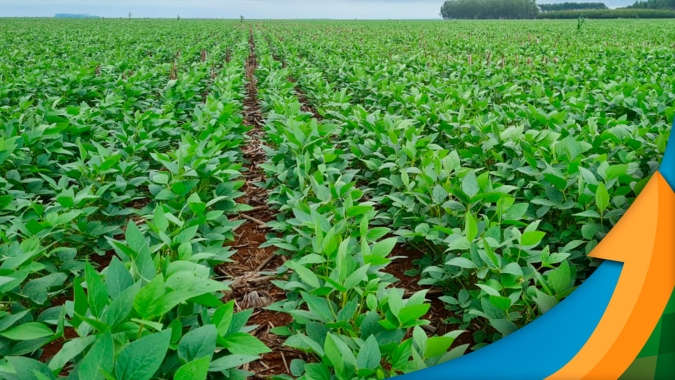Soja: Produtores finalizam 2021 traçando estratégias para próxima safra já conscientes dos altos custos
