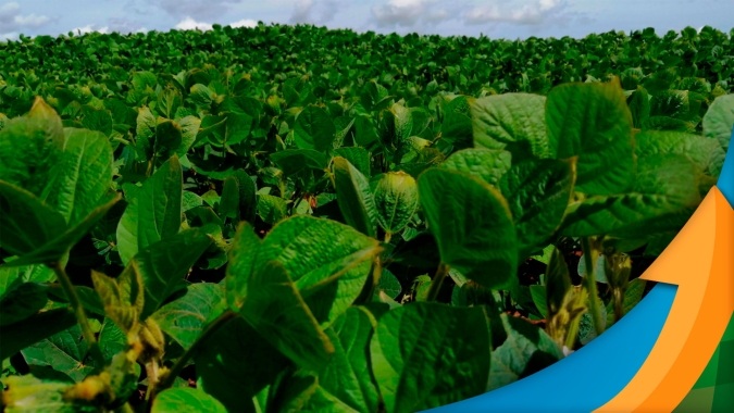 Condições para a soja são boas no Paraná, mas produtor se preocupa com La Niña