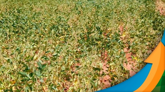 Paraguai já perdeu 2 milhões de toneladas com falta de chuvas na soja e perdas podem ser ainda maiores