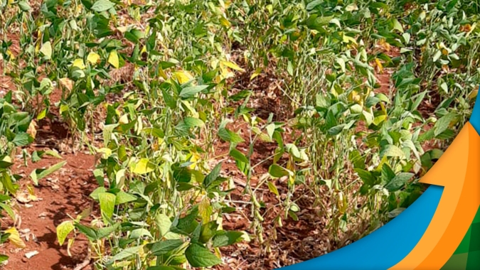 Maior parte da soja em Laguna Carapã/MS deve produzir entre 10 e 30 sc/ha com estiagem e lagartas