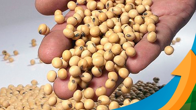 Mercado pesado para  soja em Chicago a espera de relatórios de estoque e área do USDA na próxima semana