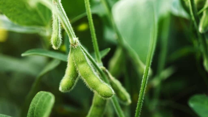 USDA informa venda de 294,1 mil t de soja para China e destinos não revelados