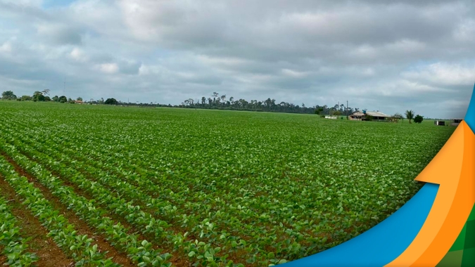 Soja: Apesar de foco pontual no USDA, relação estoque x consumo apertada nos EUA dá suporte aos preços