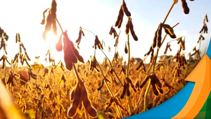 Financeiro pesa e soja intensifica baixas em Chicago; preços pouco se movimentam no Brasil