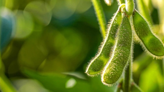 Supersafra de Soja? Notícias Agrícolas ouviu consultorias, produtores e associações para saber quais as expectativas