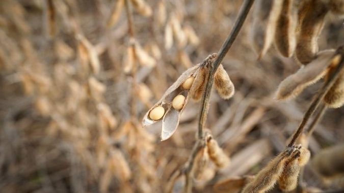 IDR-Paraná lançará novas cultivares de soja, maracujá e mandioca no Show Rural