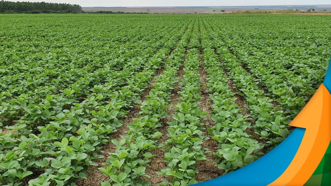 Chuvas nos próximos dias são determinantes para o desenvolvimento da soja em Amambai (MS)