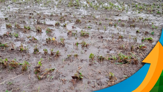Chuva forte, ventos e granizo causam perda total em lavouras de tabaco e trigo de Canoinhas/SC
