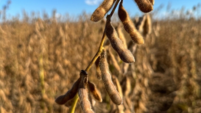 Em dia de novo USDA, soja caminha de lado, testando os dois lados da tabela em Chicago nesta 6ª