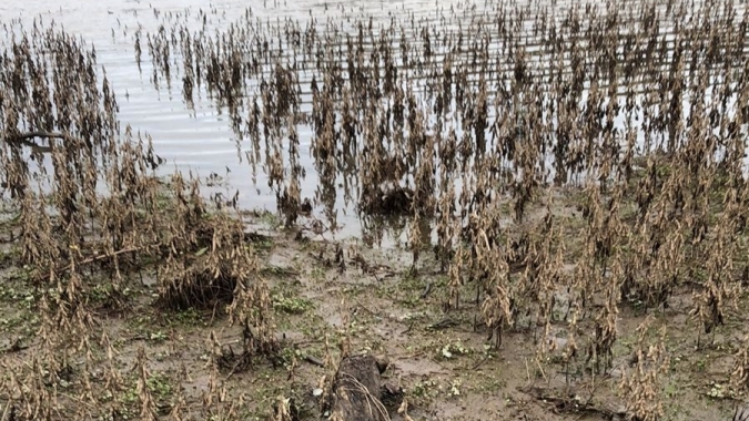 Chuvas prejudicam produção agropecuária no Estado do Rio Grande do Sul