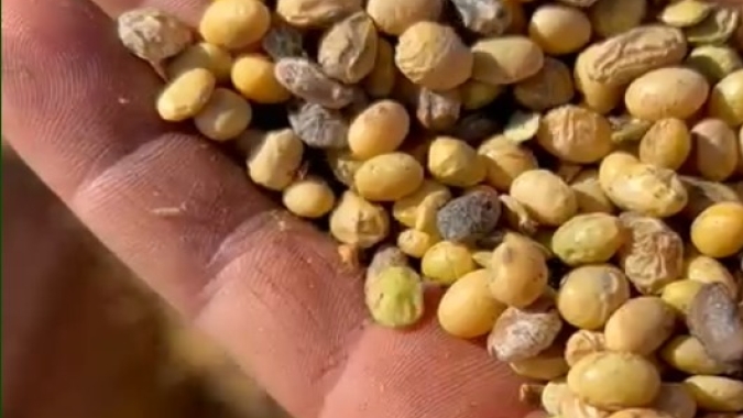 Conab corta pouco da safra e produtores dão sequência à colheita preocupados com qualidade da soja
