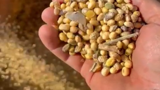 Quebras na soja e no milho somam R$ 41,6 bilhões, com perdas de 28,7 mi de t, aponta Cogo Inteligência