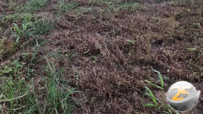 Sinop/MT colhe a soja com queda de produtividade e qualidade dos grãos após avarias e tombamento das lavouras