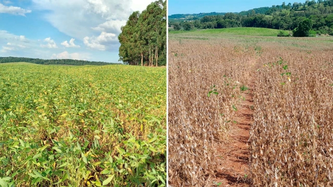 Colheita da soja começa com produtividades abaixo da média em Marechal Cândido Rondon/PR