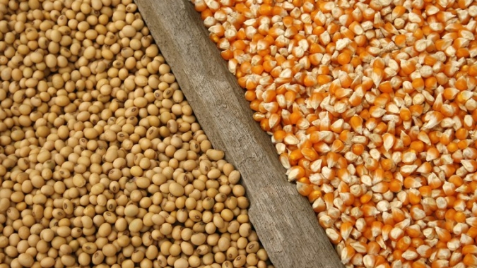 Nova Mutum/MT encerra safrinha de milho com perdas de 10% e agora se preocupa com atraso da chuva para plantar a soja