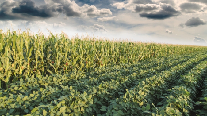 USDA pode reduzir área de soja e aumentar de milho no reporte de 30 de junho; mercado já especula