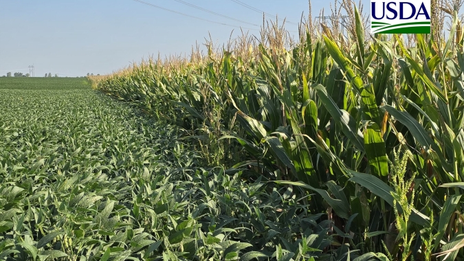 USDA reduz índice de lavouras de soja em boas ou excelentes condições; milho se mantém