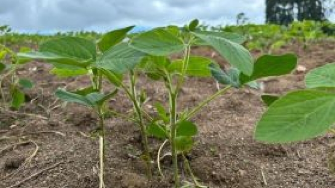 Plantio da soja no Rio Grande do Sul se aproxima do final