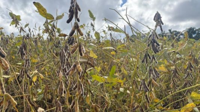 Colheita da soja chega a 50% da área cultivada no Rio Grande do Sul