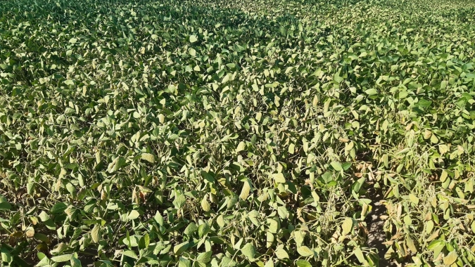 Argentina: Notícias Agrícolas e Grupo Labhoro iniciam crop tour 2024 neste domingo (18)
