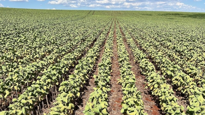 Produtores com culturas irrigadas podem acionar seguro agrícola diante da estiagem