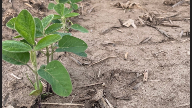 USDA informa plantio da soja e do milho 2024/25 nos EUA acima das expectativas