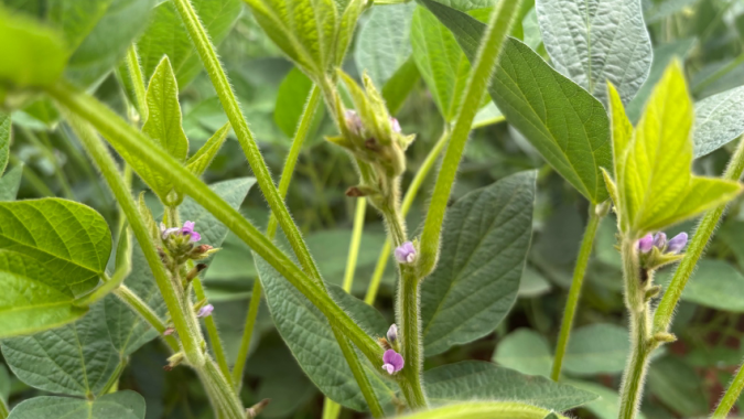 Florescimento da soja é etapa decisiva para uma boa colheita
