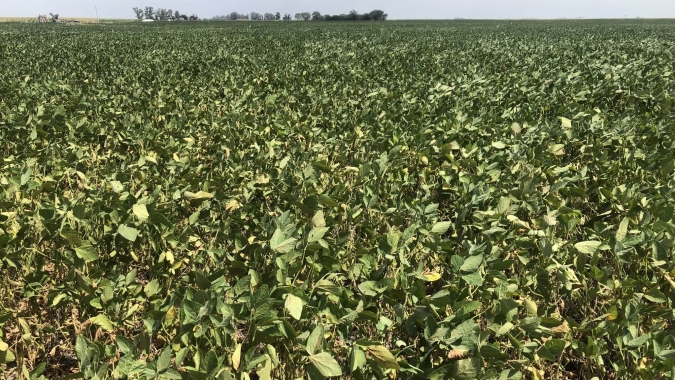 Bolsas de Rosário e Buenos Aires estimam safra de soja da Argentina em menos de 30 mi de t