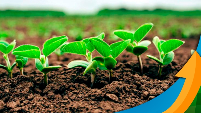 Com plantio da soja ainda se encerrando, chuvas em janeiro, fevereiro e março vão definir produtividade no Piauí
