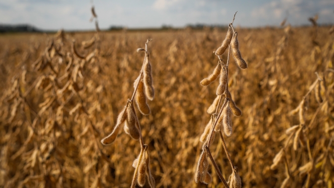 Em 3ª feira de aversão ao risco e queda generalizada para as commodities, soja perde mais de 1% em Chicago