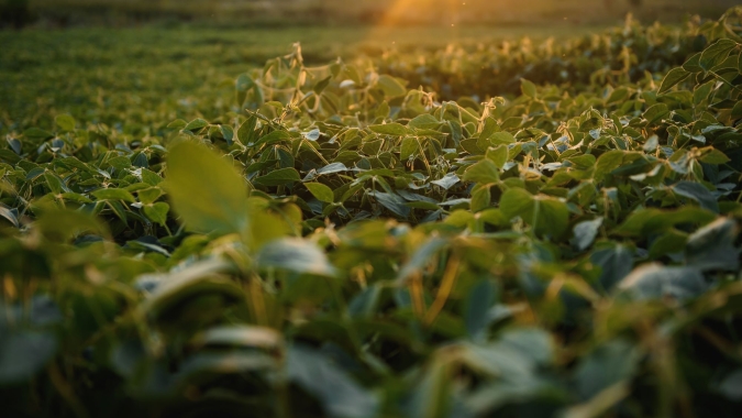 Plantio de soja fora do calendário deve ser solicitado à Secretaria da Agricultura
