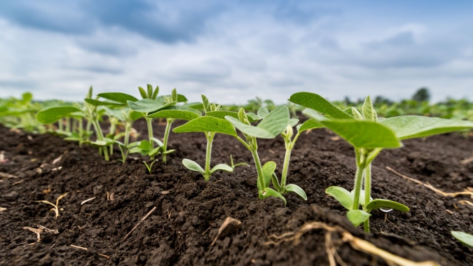 Safra 26/27 de soja já custa 5,7 sacas por hectare a mais do que a média de 7 anos, aponta a Agrinvest Commodities