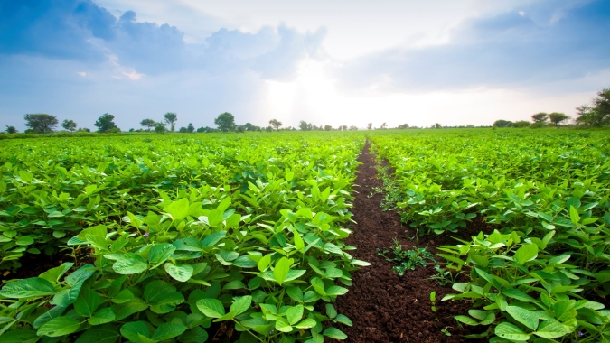 AgRural: Plantio de soja chega a 14% no Brasil com PR acelerado; MT também avança