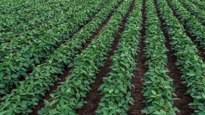 AgRural: Com melhora das chuvas, plantio de soja chega a 3,2% da área no Brasil