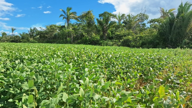 A importância do produtor rural na preservação do Cerrado