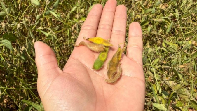 Clima seco deixa produtores da região Sul do Mato Grosso do Sul em alerta