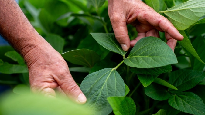 Irregularidade climática impacta início da safra em Primavera do Leste e Paranatinga