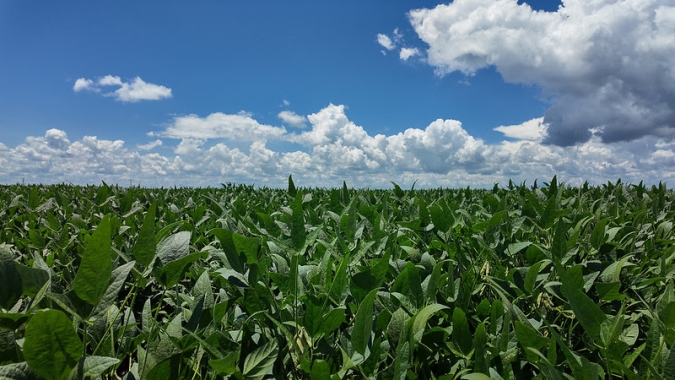 Famato:  El Niño poderá influenciar projeção da safra 2026/27 de soja em Mato Grosso
