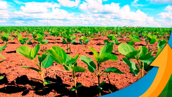 Chuvas chegam em Balsas (MA) neste início do ano, mas produtor ainda projeta perdas para a soja