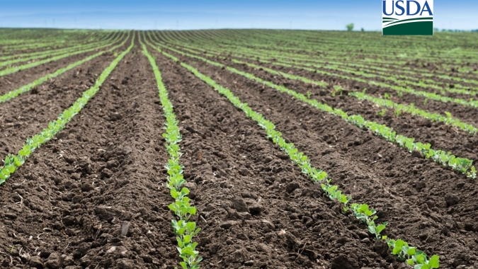 USDA: Plantio de soja 2024/25 tem forte avanço na semana e chega a 18% da área nos EUA