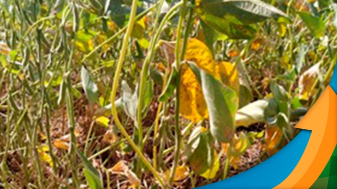 Paraguai: DasAgro corta estimativa para principal safra de soja para 4,5 mi de t com seca e calor intenso