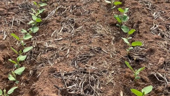 Plantio de soja em Mato Grosso alcança 85,68% da área, mas segue atrasado, aponta Imea