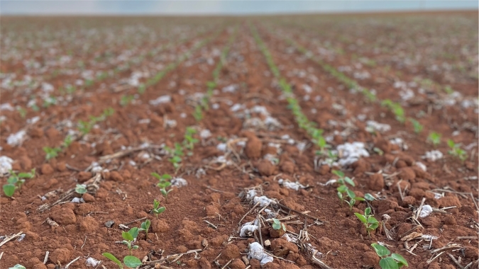 Lidando com chuvas, produtor de soja do Paraná aguarda tempo seco no final do mês