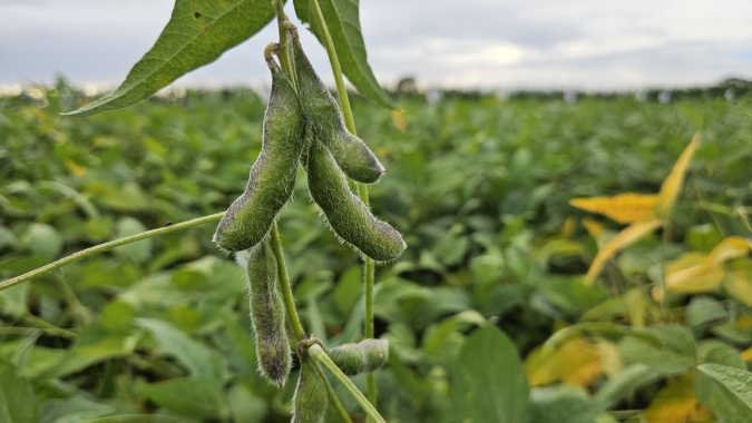 Soja intensifica baixas em Chicago atenta às chuvas na Argentina e à queda do farelo nesta 6ª