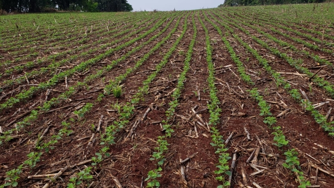 Safras corta estimativa de produção da soja do Brasil para 132,3 mi de t