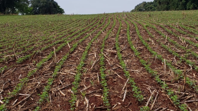 Plantio de soja alcança 24,4% da área estimada para a safra 2021/22, mostra levantamento da DATAGRO